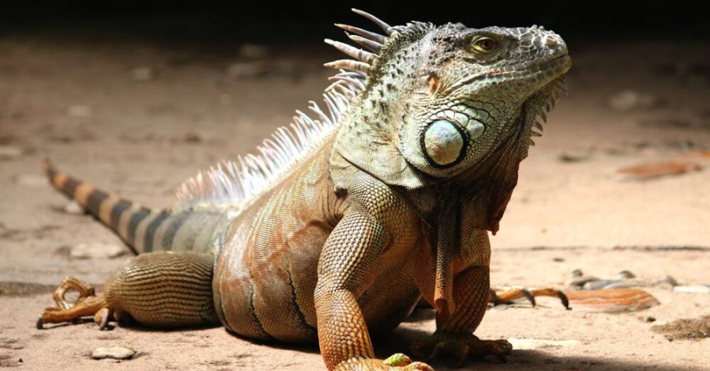 Iguana - Close-up of a Iguana
