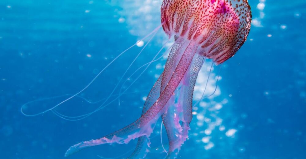 Marine Life - Shallow Focus Photo of Pink and Brown Jellyfish