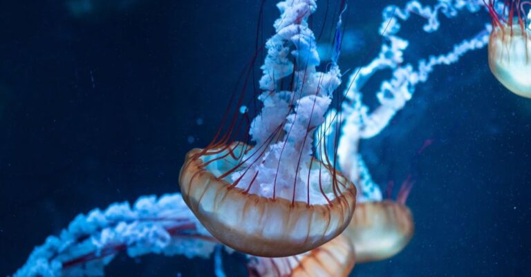 Habitats - Close Up Photo of Jellyfish Underwater