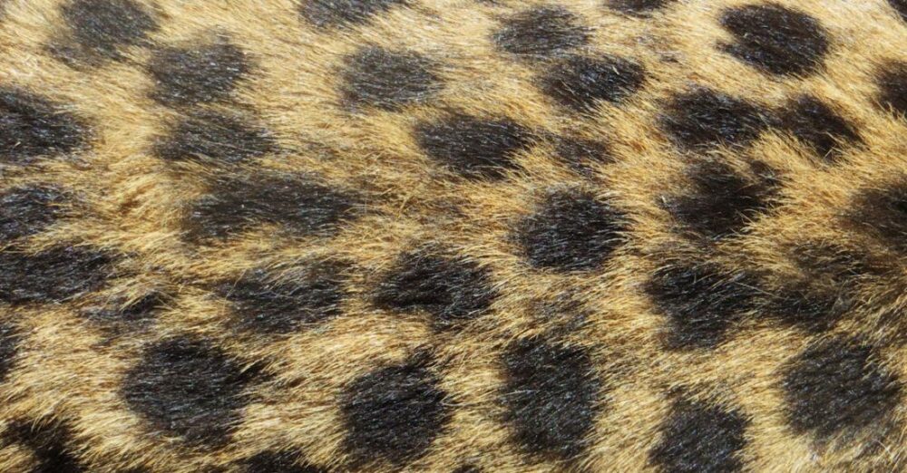 Spots - Brown and Black Textile
