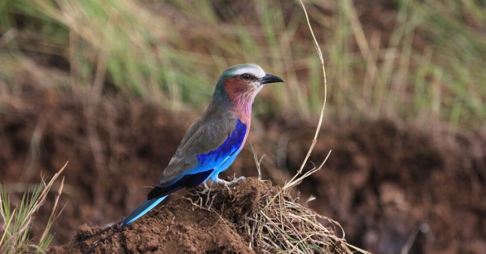 Species - Side view of small blue bellied roller sitting on ground among green grass