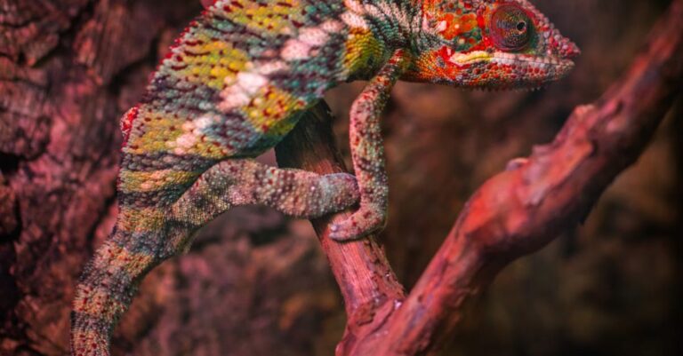 Species - Veiled Chameleon