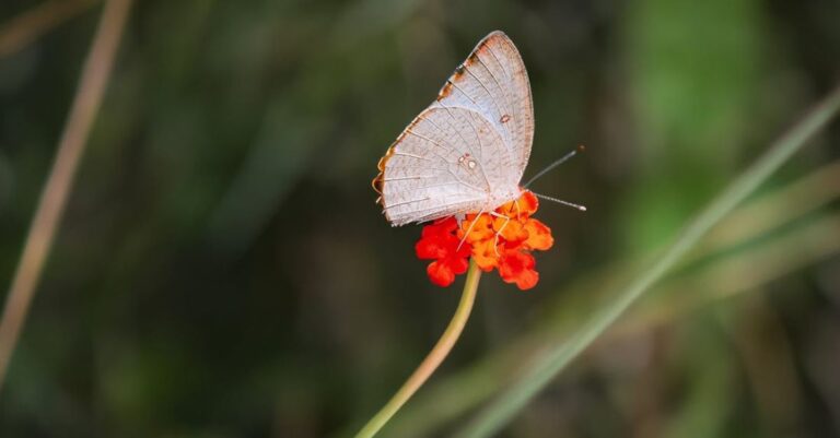 Hotspots - A butterfly is sitting on a flower