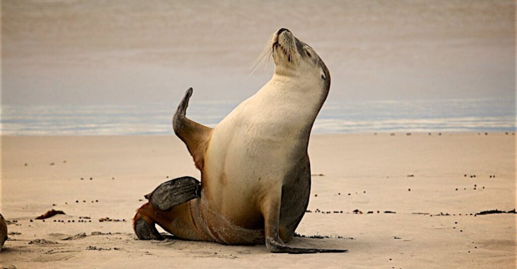 Sea Lion - Sea Lion on Near Seashore during Daytime