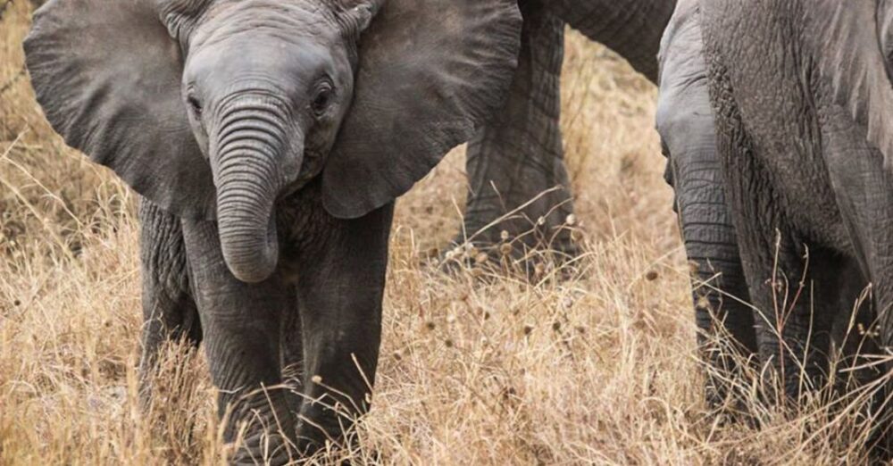 Mammals - Gray Elephant