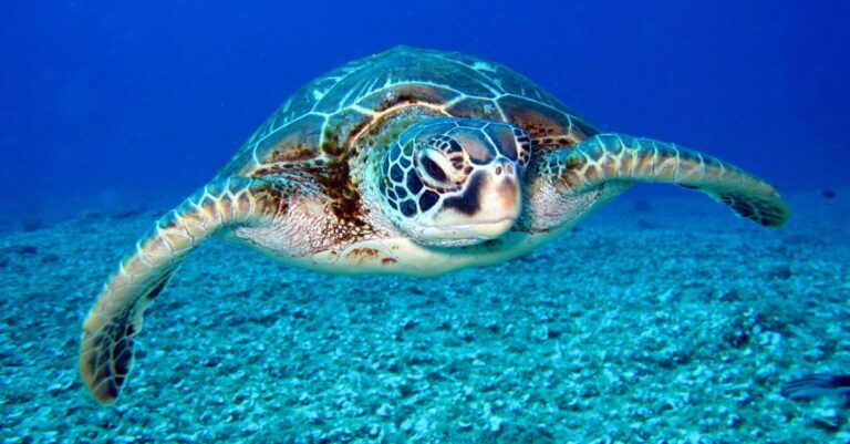 Sea Turtles - Black and White Turtle