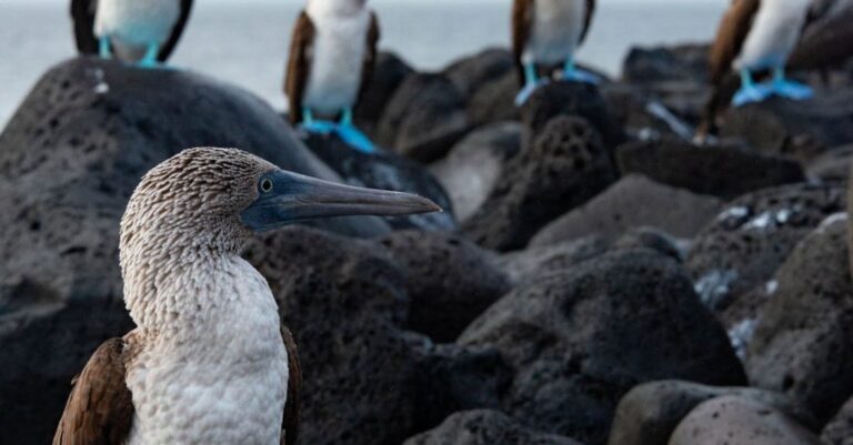 Marine Birds - Group of Blue-Footed Booby Birds Standing on Black Seashore Stones