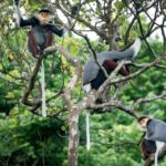 Species - Three Monkeys on Tree
