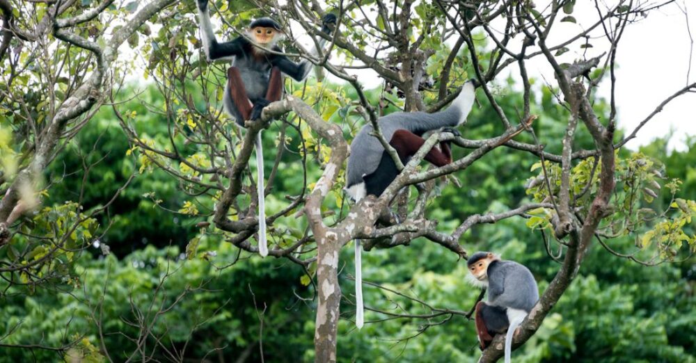 Species - Three Monkeys on Tree