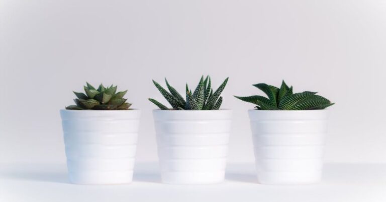 Plants - Three Green Assorted Plants in White Ceramic Pots