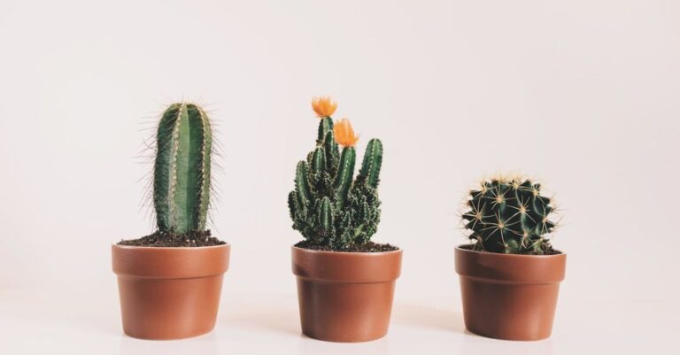 Cacti - Three Potted Cactus Plants