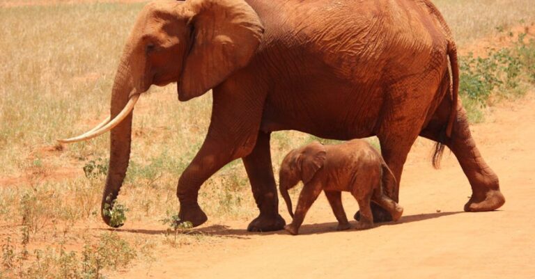 Animals - 1 Elephant Beside on Baby Elephant