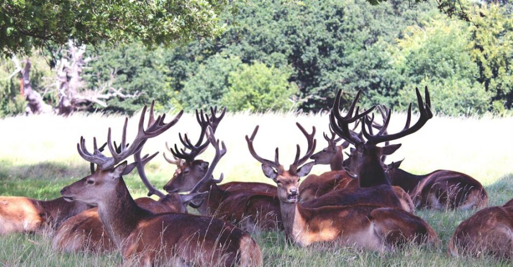 Species - Group of Deers
