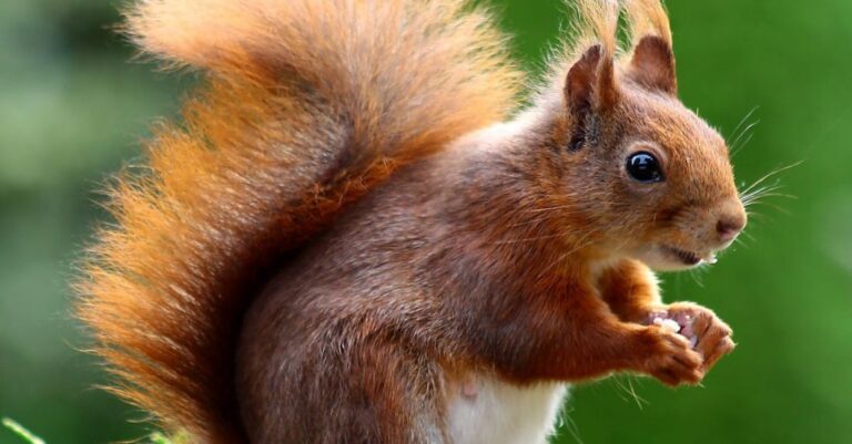 Animals - Brown Squirrel