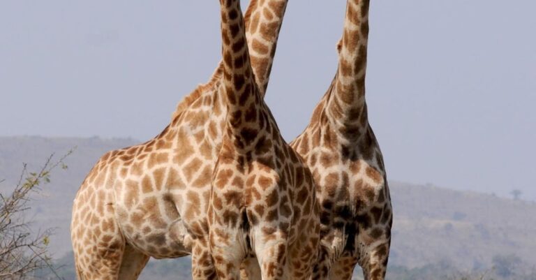 Animals - Three Giraffe Under Gray Sky