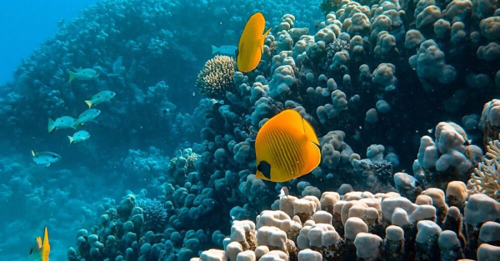 Marine Life - Sea Animals near Coral Reefs