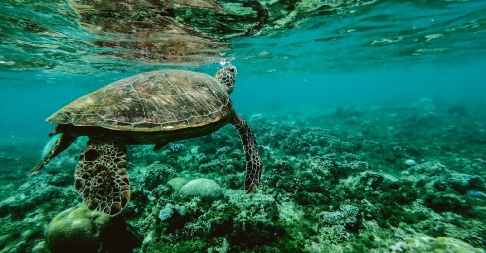 Marine Life - Photo of a Turtle Swimming Underwater